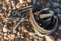 Welwitschia mirabilis dry leaf