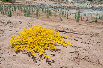 yellow crawler & green plants in riverbed
