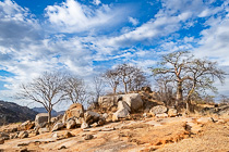 baobab tree on rock at sunrise