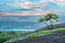 tree on rock & valley at sunrise