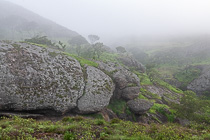 trees & rocks in mist