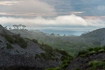 trees & rocks in mist