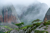 trees & rocks in mist
