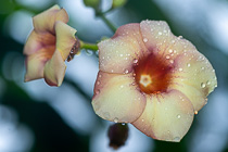 pink flowers