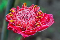 red flower
