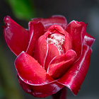 red flower