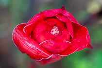 red flower