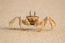 crab on beach