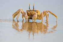crab on beach