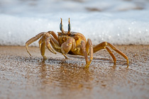 crab on beach