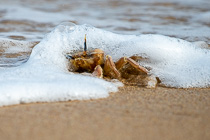 crab on beach