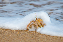 crab on beach