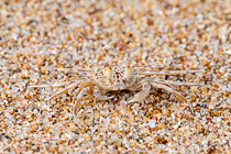 small crab on beach