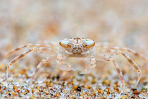 small crab on beach