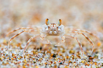 small crab on beach