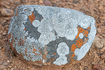 lichens growing on stone
