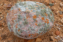 lichens growing on stone