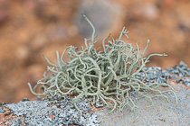 lichens growing on stone