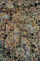 dry looking plants growing on cliff