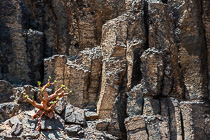 butter tree plant on basalt cliff