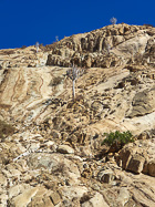 white trees on rocky hill