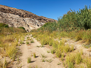 track through dense reed  vegetation