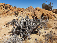 dead euphorbia skeleton