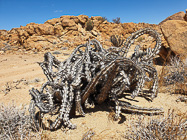 dead euphorbia skeleton