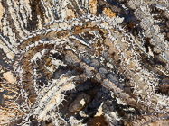 dead euphorbia skeleton