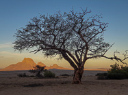 camelthorn tree in front of Spitzkoppe at sunset