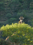 giraffe hiding behind tree