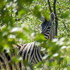 zebra behing leaves