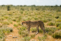 cheetah walking in plain