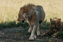 lions resting in tree shade