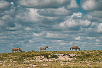zebras walking under clouds