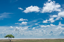 isolated tree near pan under clouds