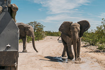 close encounter with elephants on the road