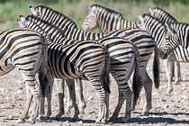 Zebras