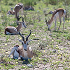 impalas in flower field