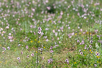pink flower field