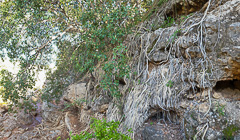 fcus tree roots