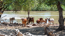 nguni cows next to river