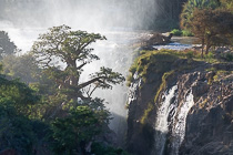 baobabs near waterfalls with mist at sunrise