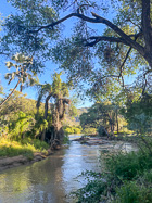 river & trees