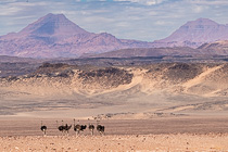 ostriches in arid valley