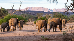 herd of elephants walking in riverbed under trees