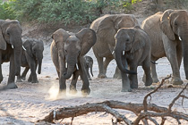 herd of elephants walking in riverbed under trees