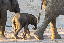 1-week old baby elephant walking with mom in riverbed