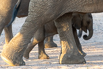 1-week old baby elephant walking with mom in riverbed