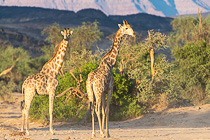 giraffes in riverbed